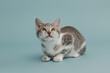 A cute gray and white kitten adopted and on a light blue studio background