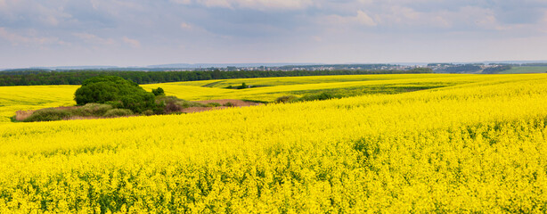 Wall Mural - field