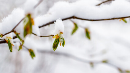 Wall Mural - A snow-covered tree branch with young green leaves during spring cooling