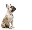 © tynza - Portrait of french bulldog looking up on white background with copy space