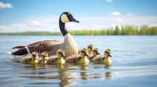 A Canada Goose (branta Canadensis) Mother Swims With Her Ten Baby Goslings In A Lake