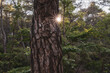 Baumstamm im Wald mit Sonnenstern