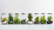 a row of glass jars with different types of plants on a white background.