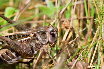 Wall Mural - Macro photo of a dark bush-cricket's head in the grass