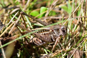 Wall Mural - Macro photo of a dark bush-cricket's head in the grass