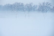 Zimowy krajobraz, drzewa we mgle