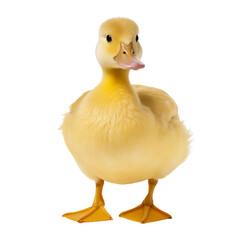 Baby duck isolated on transparent background.