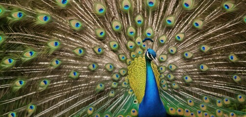 Canvas Print -  a close up of a peacock's feathers with it's feathers spread out and it's tail showing.