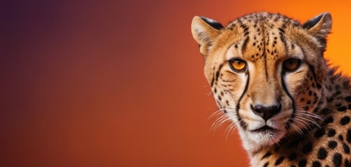 Canvas Print -  a close up of a cheetah's face, with a blurry background in the foreground.