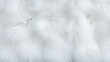 White arctic fox fur background