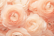 Ranunculus Background In Color Of The Year 2024 Peach Fuzz