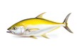 a single Yellowtail snapper fish isolated on white backg
