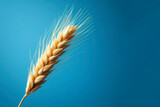 Fototapeta Maki - closeup of wheat stalk on solid blue bright background. ai generative