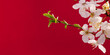 White blossom of cherry tree against rich red background and copy space. Spring seasonal background. Chinese new year festive banner background.