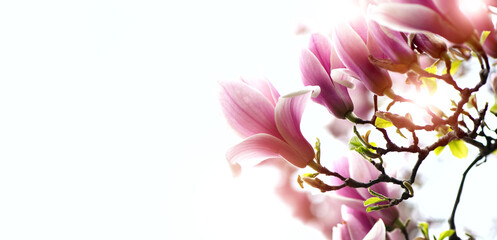 Wall Mural - Spring seasonal banner background with beautiful pink flowers of magnolia against white bright light. Horisontal Banner with empty space for text.