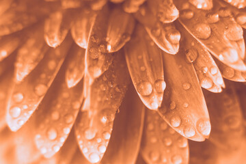 Wall Mural - peach fuzz gerbera flower petals with drops of water. abstract background.