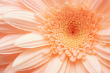 close up of a beautiful gerbera flower in the color of the year 2024 peach fuzz