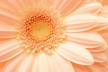 Close Up Of A Beautiful Gerbera Flower In The Color Of The Year 2024 Peach Fuzz