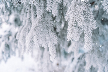 Wall Mural - icy snow-covered tree branches opposite falling snow.
