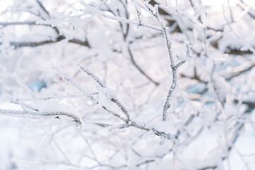 Wall Mural - empty bare branches covered with frost and snow.