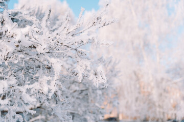Wall Mural - empty bare branches covered with frost and snow.