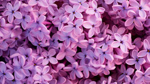 Seamless Background With Purple, Pink And Blue Lilac Flowers