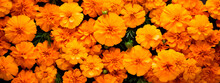 Beautiful Orange Flowers Of Marigolds. Background Of Marigolds