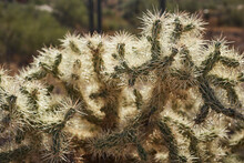 A Chain Fruit, Hanging Fruit, Or Jumping  Cholla Cactus In The Superstion Mountains  At Apache Junction, Arizona, USA