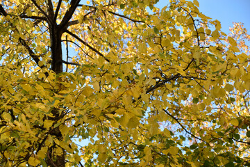 Wall Mural - Yellow and red autumn leaves on trees on a sunny day. Beautiful leaves on autumn trees.