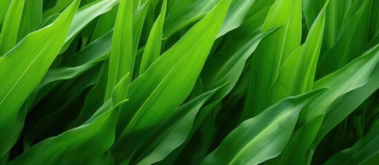 Wall Mural - Close up of Green corn leaves refreshing for background. Copyspace image. Square banner. Header for website template