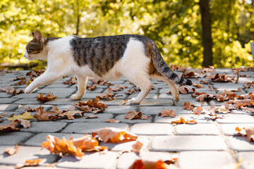 Wall Mural - A beautiful cat walks outside, a street cat in a beautiful autumn park