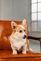 Wall Mural - A cute corgi sits on a brown leather chair in the studio