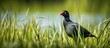 Common Moorhen Gallinula chloropus wandering in the grass. Copyspace image. Square banner. Header for website template