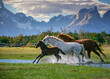 © Travel 'n' Lifestyle - View of beautiful horses riding free across the valley with Andes mountain range in background in Patagonia region of Chile.