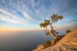 © Travel 'n' Lifestyle - View of a tree on the rocks overlooking the Black Sea at sunset in Crimea region, Russia.