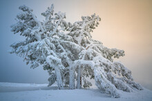 View Of Trees Covered With Snow In Wintertime On The Mountain, Crimea Region, Russia.