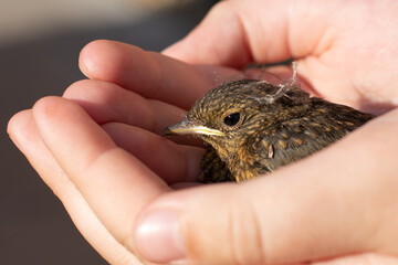 Poster - bird in hand 