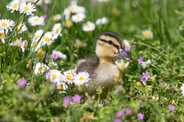 Wall Mural - duckling  in the grass 