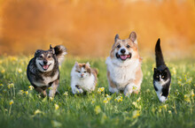 Cute Domestic Cats And Dogs Of Various Colors Run Through A Summer Sunny Meadow