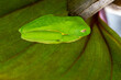 Sleeping and Camouflaged Red-Eyed Tree Frog
