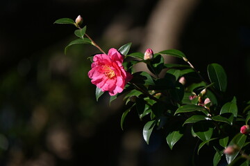 Poster - Camellia sasanqua flowers. Theaceae evergreen tree. Flowering period is from late autumn to early winter. The difference from camellias is that sasanqua's petals fall one by one.
