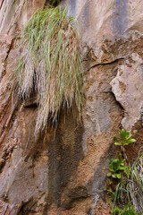 Poster - Grass and lichen cling to cliff face