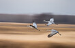 sandhill cranes flying while the background is a beautiful blur of golden fields