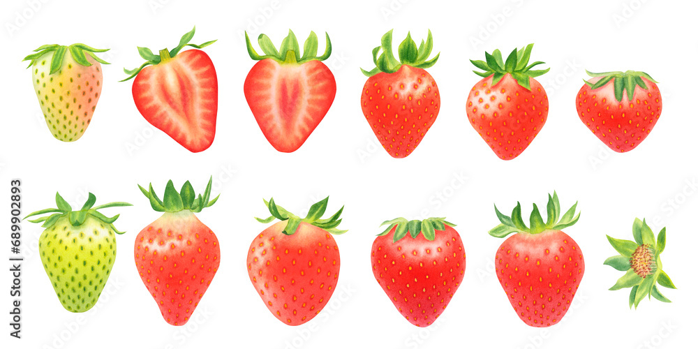 Set of strawberries and flowers isolated on  transparent background. Watercolor hand drawn illustration. For advertising, packaging, menus, invitations, business cards, postcards, printing.