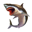 Great white shark realistic isolated illustration PNG.