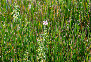 grass and flowers