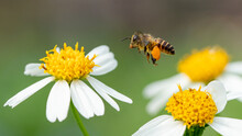 Bee On Daisy