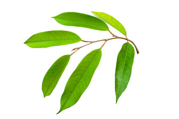 Durian leaves on white background.