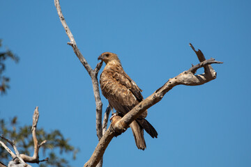 Whistling Kite (Haliastur sphenurus)in Queensland Australia.