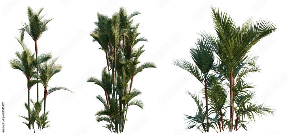 60 Semi Di Palma Cyrtostachys – Semi Naturali Di Alta Qualità, Raccolti A Mano, Con Istruzioni Per La Coltivazione, Ideali Per Principianti Ed Esperti